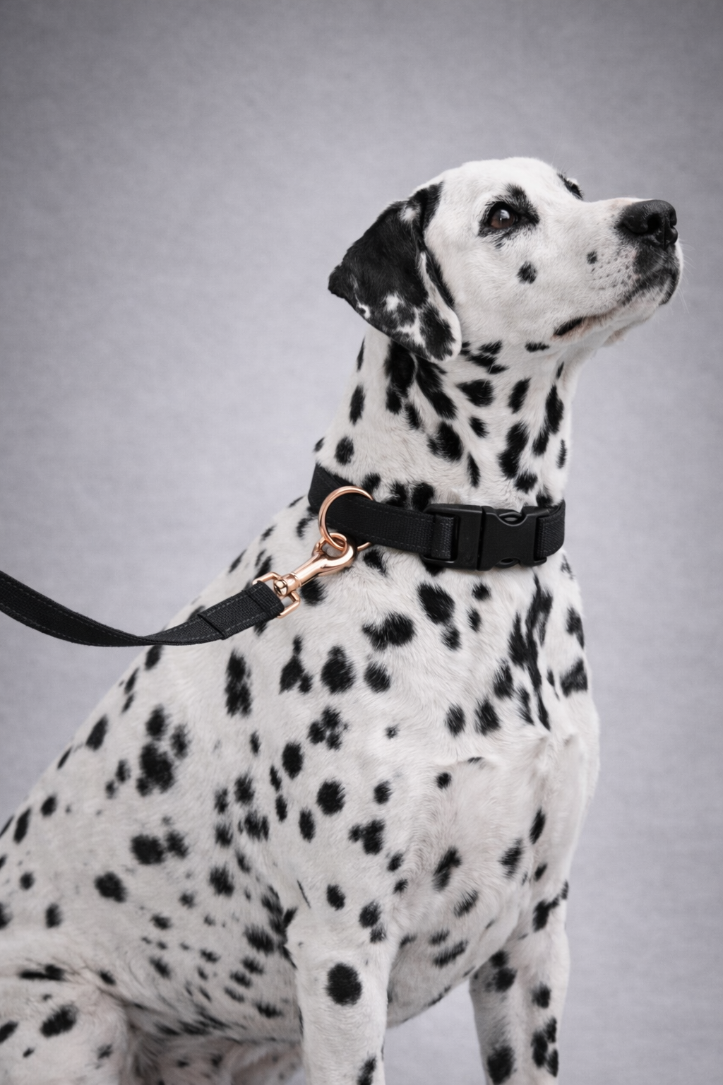 Tech Tails Everyday Leash