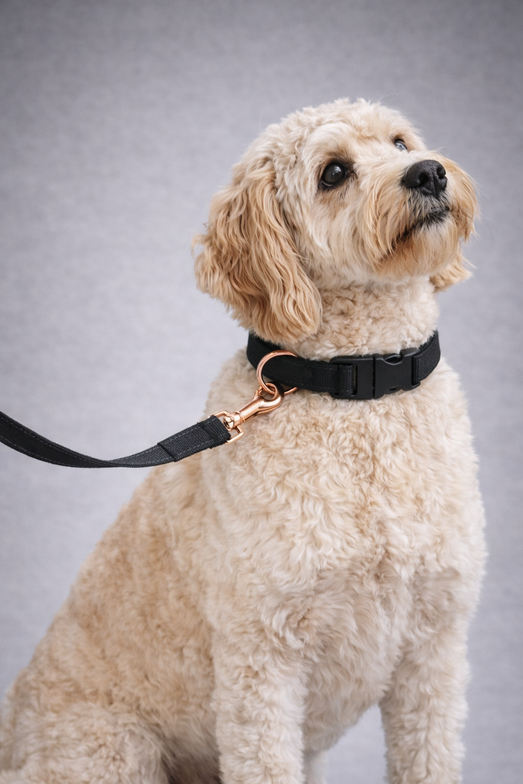 Tech Tails Everyday Leash