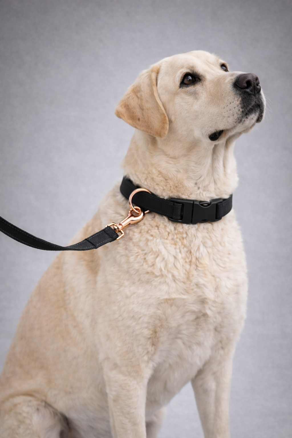 Tech Tails Everyday Leash